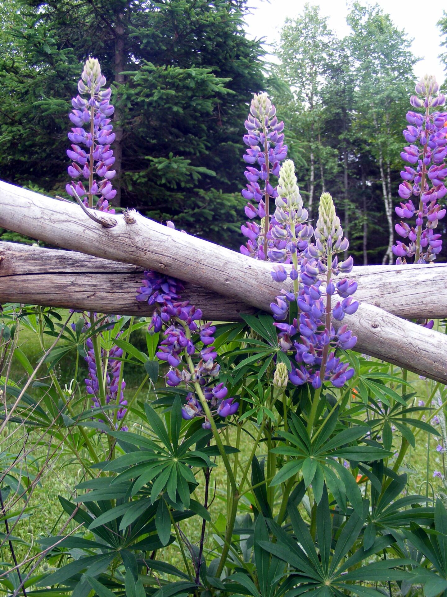 Lupin Seeds