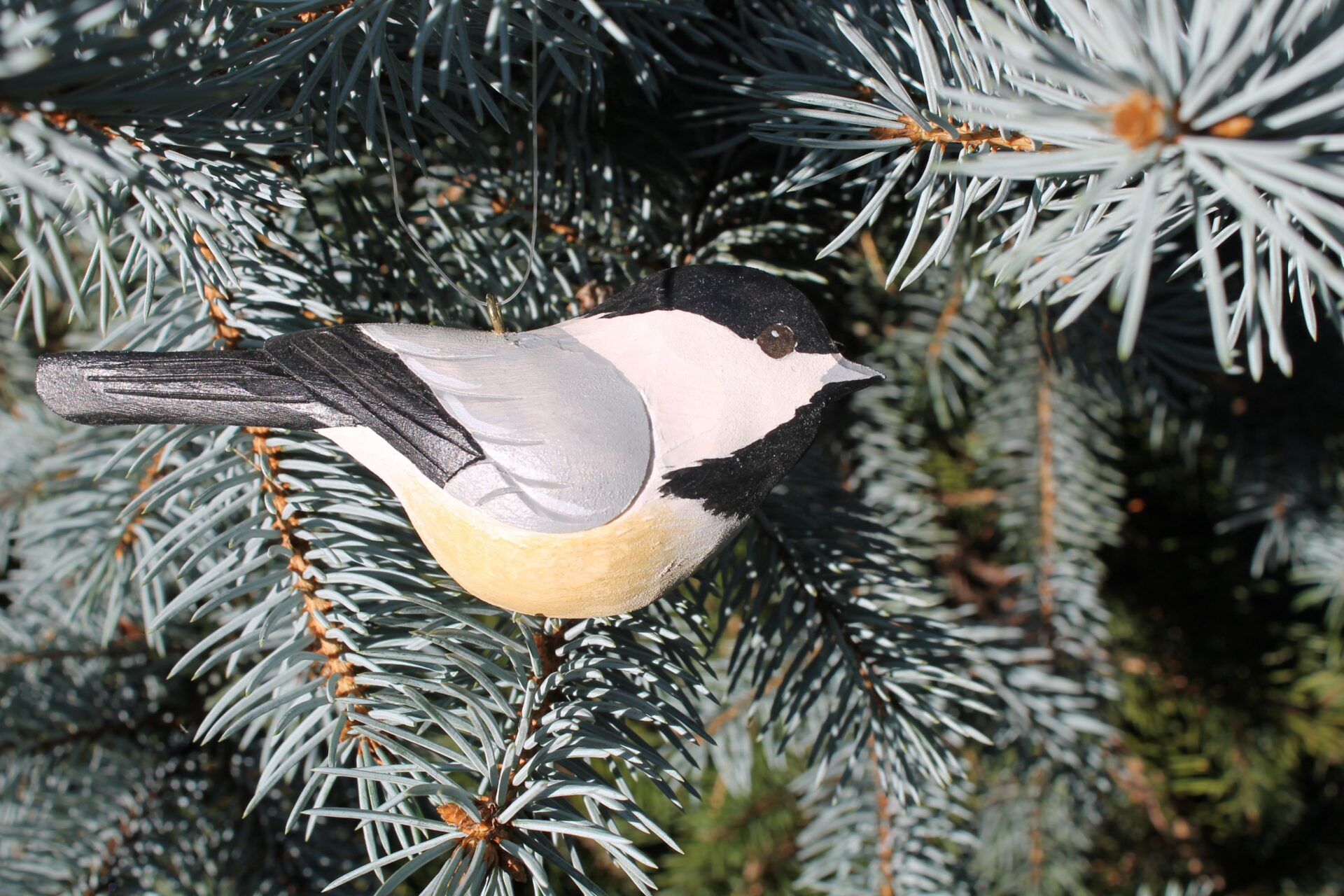 2023 Bird of the Year - Black Capped Chickadee